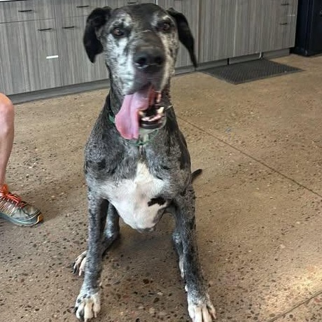 Heath, ADOPTABLE, Senior Male Great Dane.