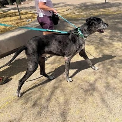 Enlarge Heath, a ADOPTABLE Great Dane in Mesa, AZ image 2/2