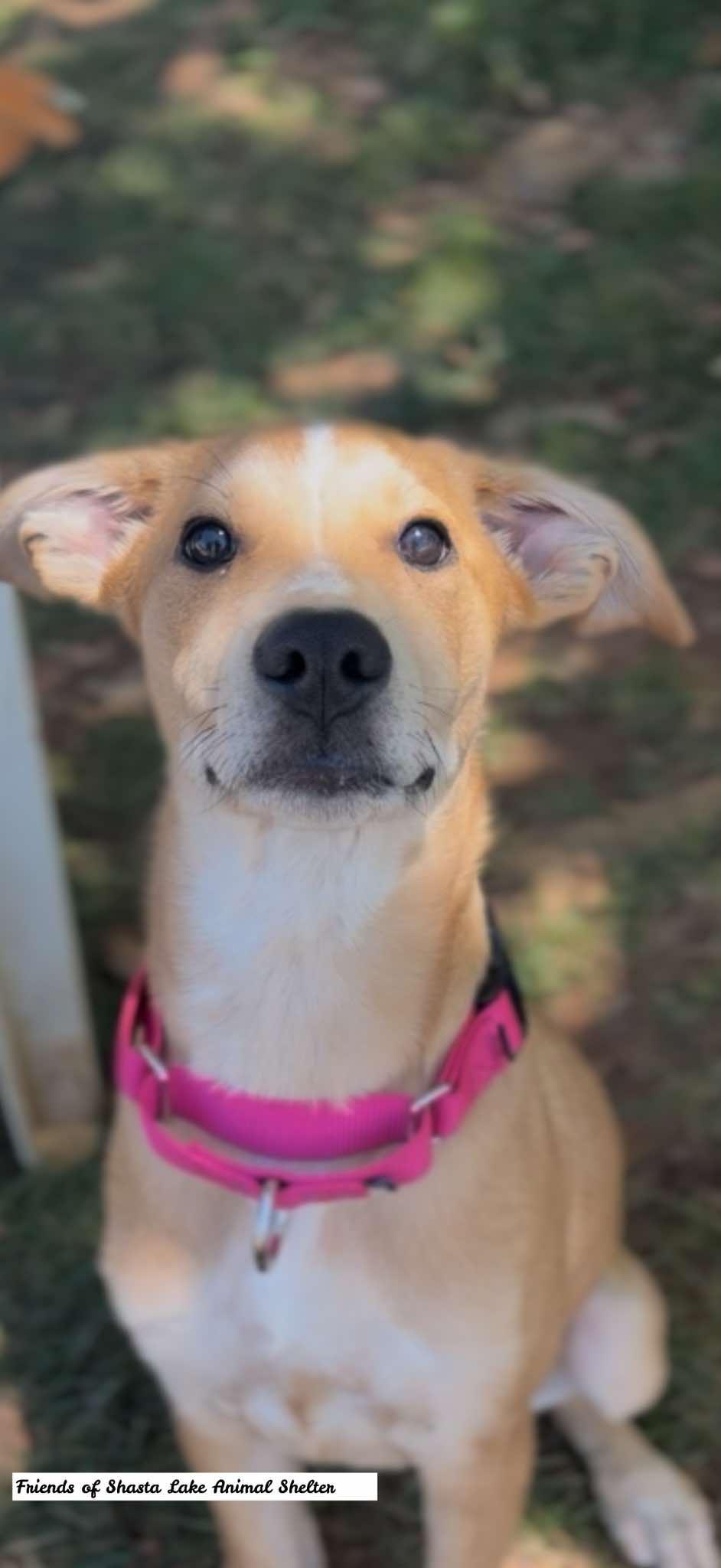 Winnie, a ADOPTABLE mixed breed in Shasta Lake, CA image 3/3