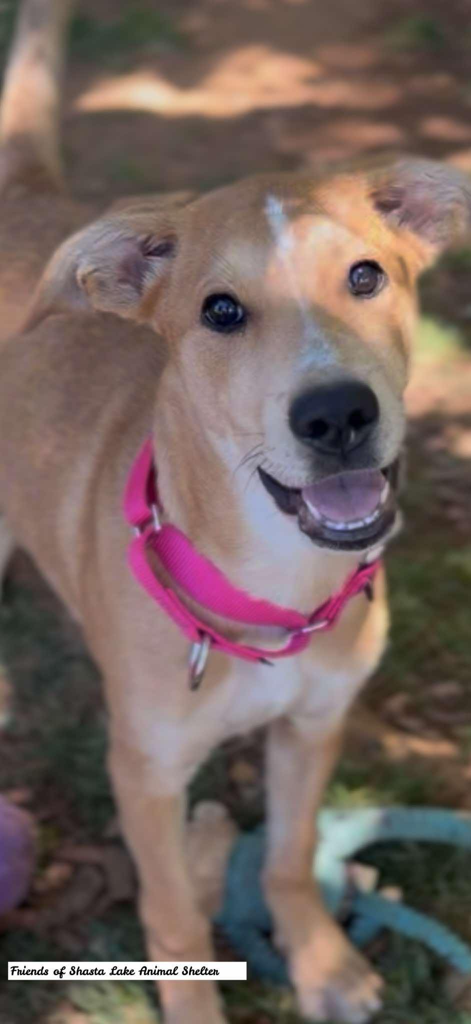 Winnie, a ADOPTABLE mixed breed in Shasta Lake, CA image 2/3