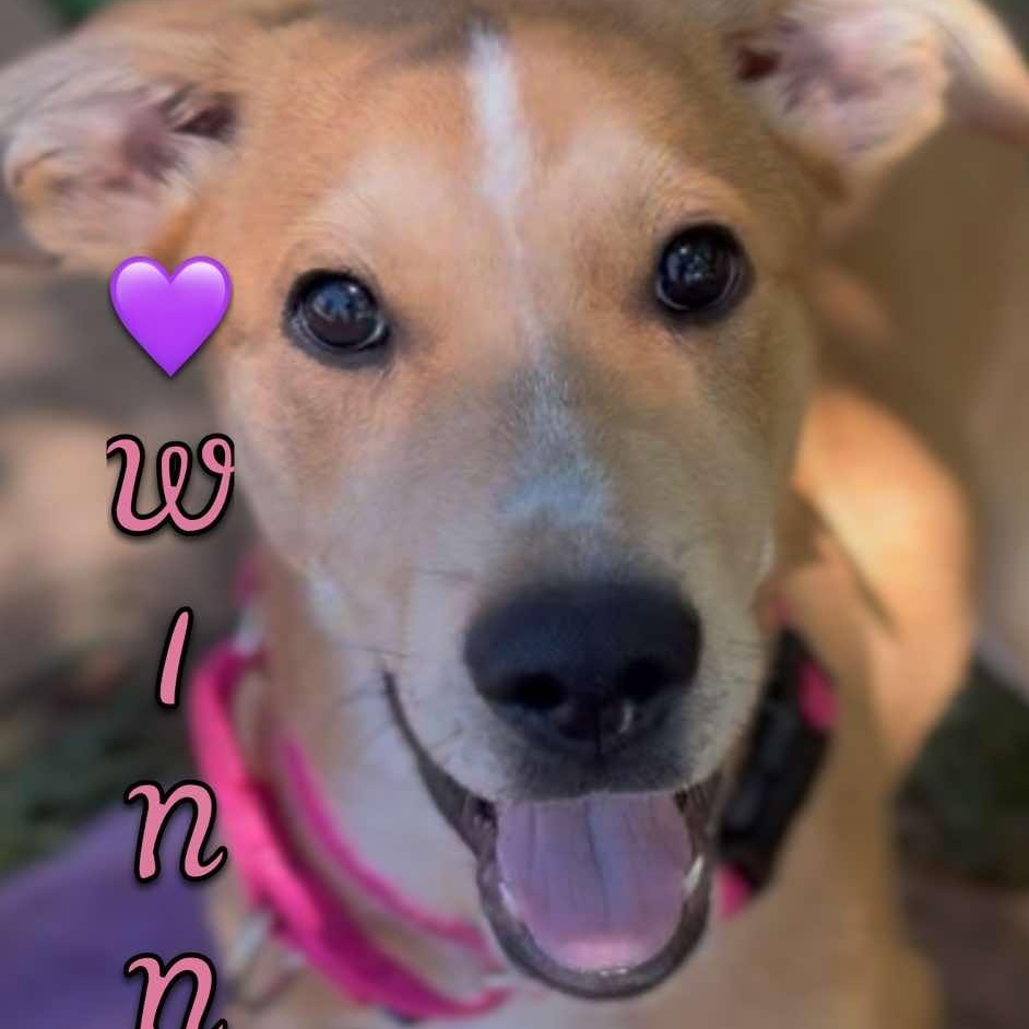 Winnie, ADOPTABLE, Young Female Golden Retriever.