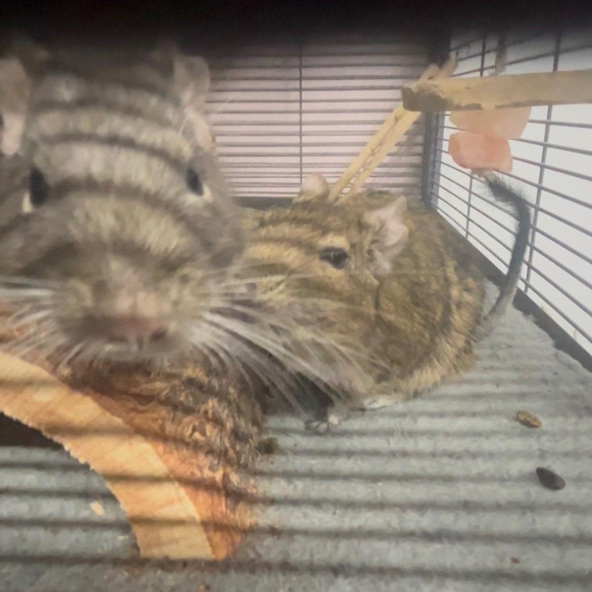 Larry, Curly, & Moe (Bonded Brothers)