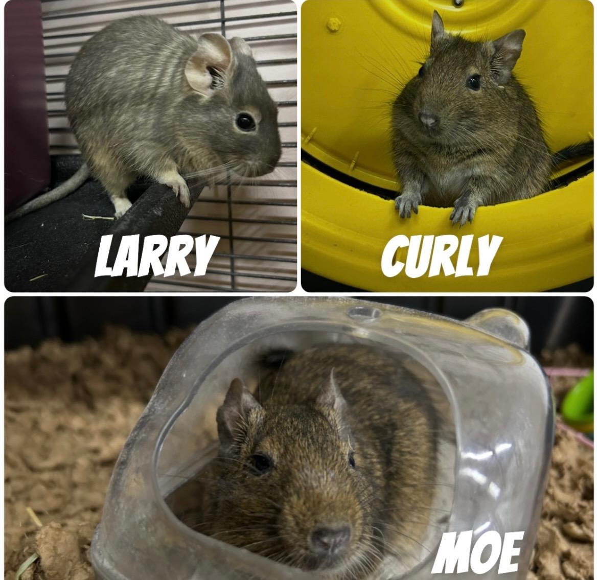 Larry, Curly, & Moe (Bonded Brothers)
