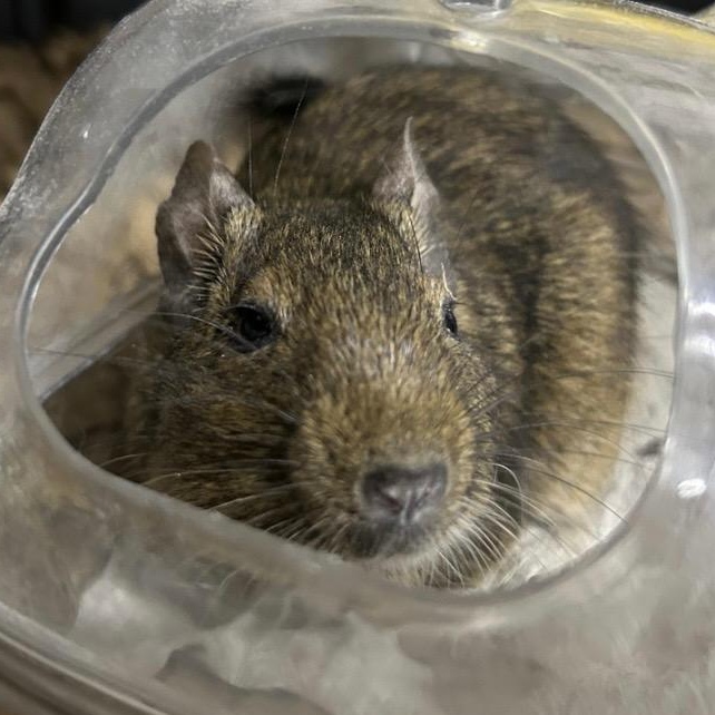 Larry, Curly, & Moe (Bonded Brothers)