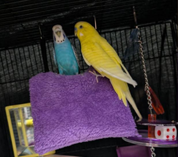 Banana and Blueberry, a Adoptable Parakeet (Other) in Vancouver, BC image 3/4