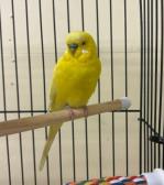 Banana and Blueberry, a Adoptable Parakeet (Other) in Vancouver, BC image 2/4