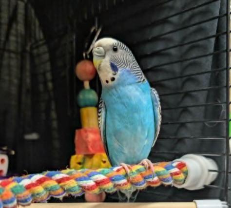 Banana and Blueberry, Adoptable, Young Male Parakeet (Other).