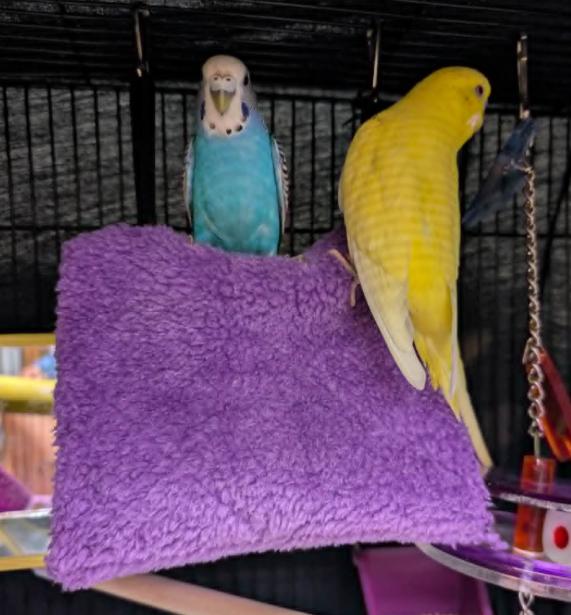 Banana and Blueberry, a Adoptable Parakeet (Other) in Vancouver, BC image 4/4