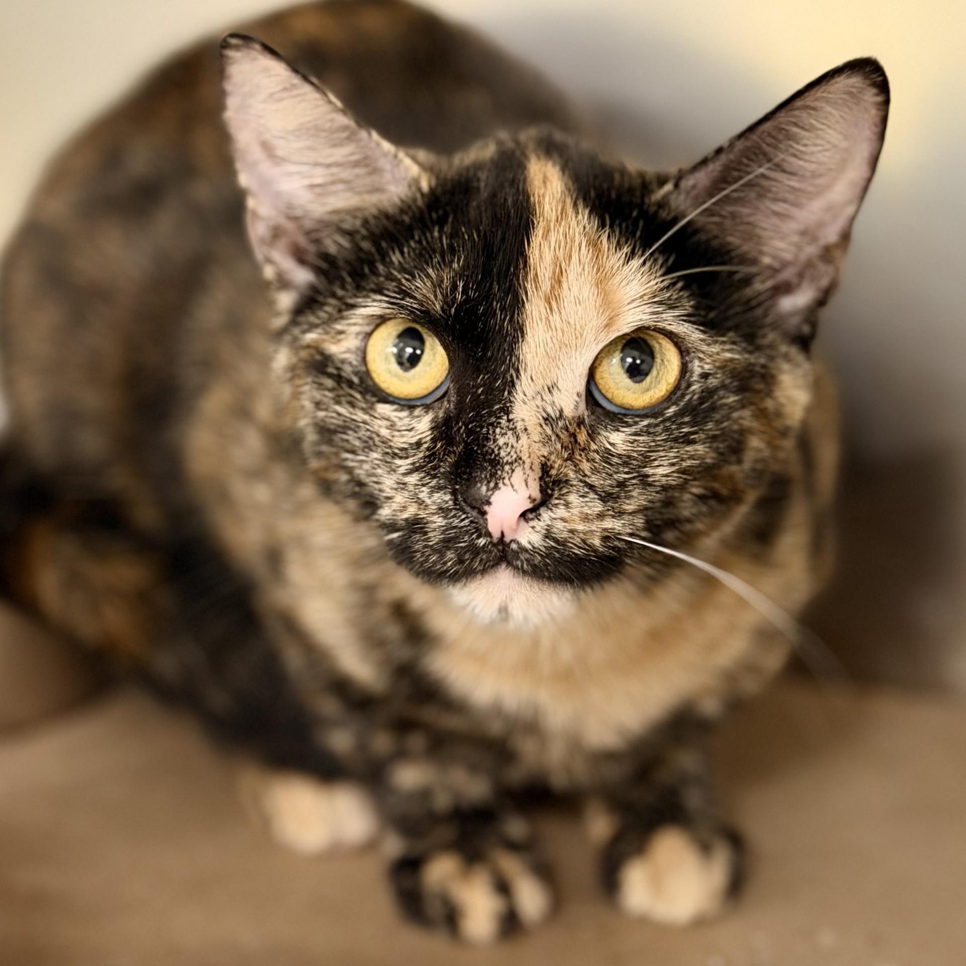 Brooke, ADOPTABLE, Adult Female Domestic Short Hair.