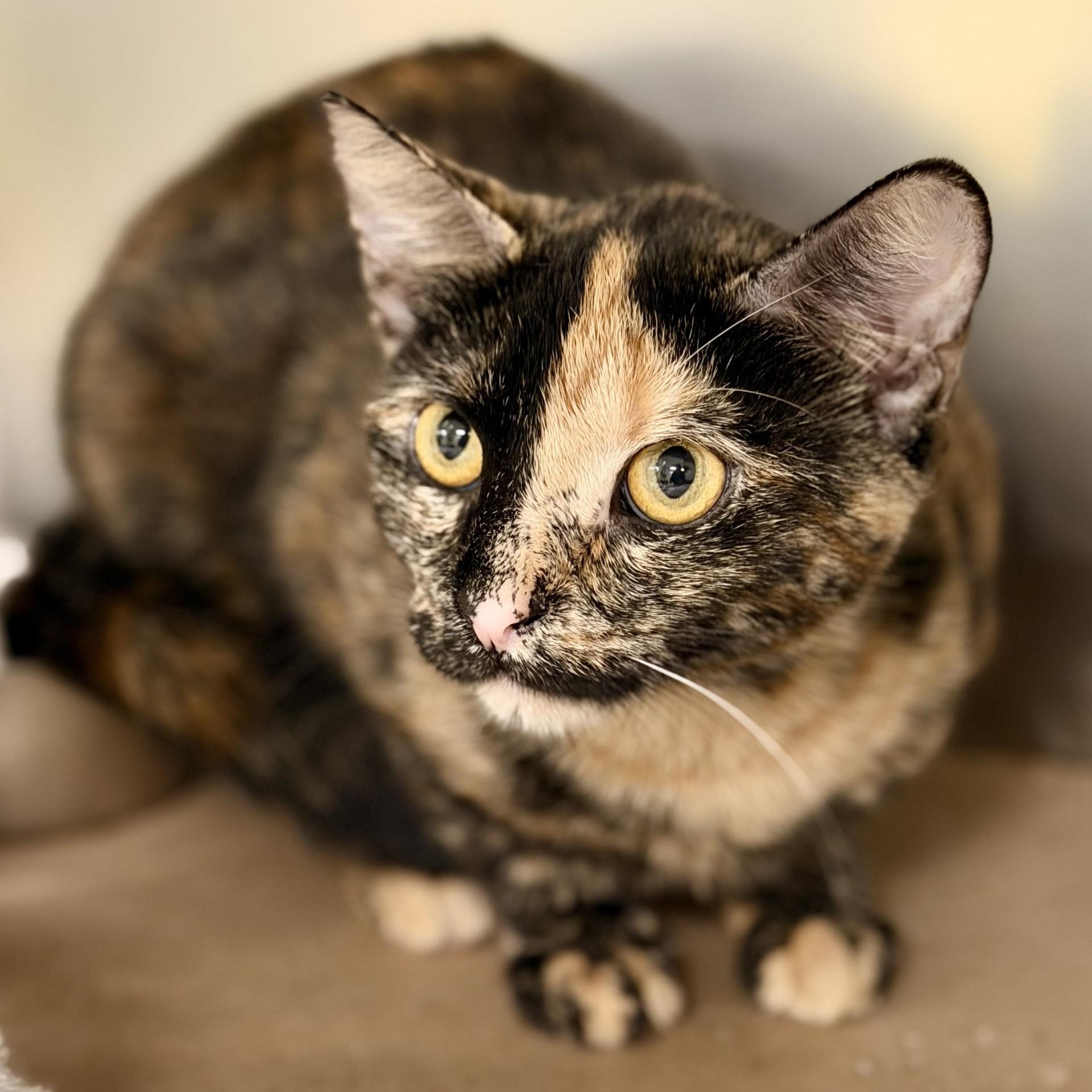 Enlarge Brooke, a ADOPTABLE Domestic Short Hair in Jackson, NJ image 2/2
