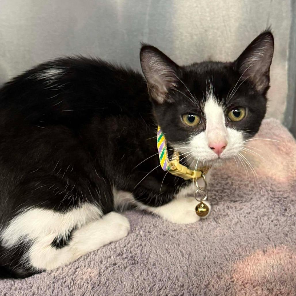 Enlarge Almond Milk, a Adoptable Domestic Short Hair in Martinsville, VA image 1/1