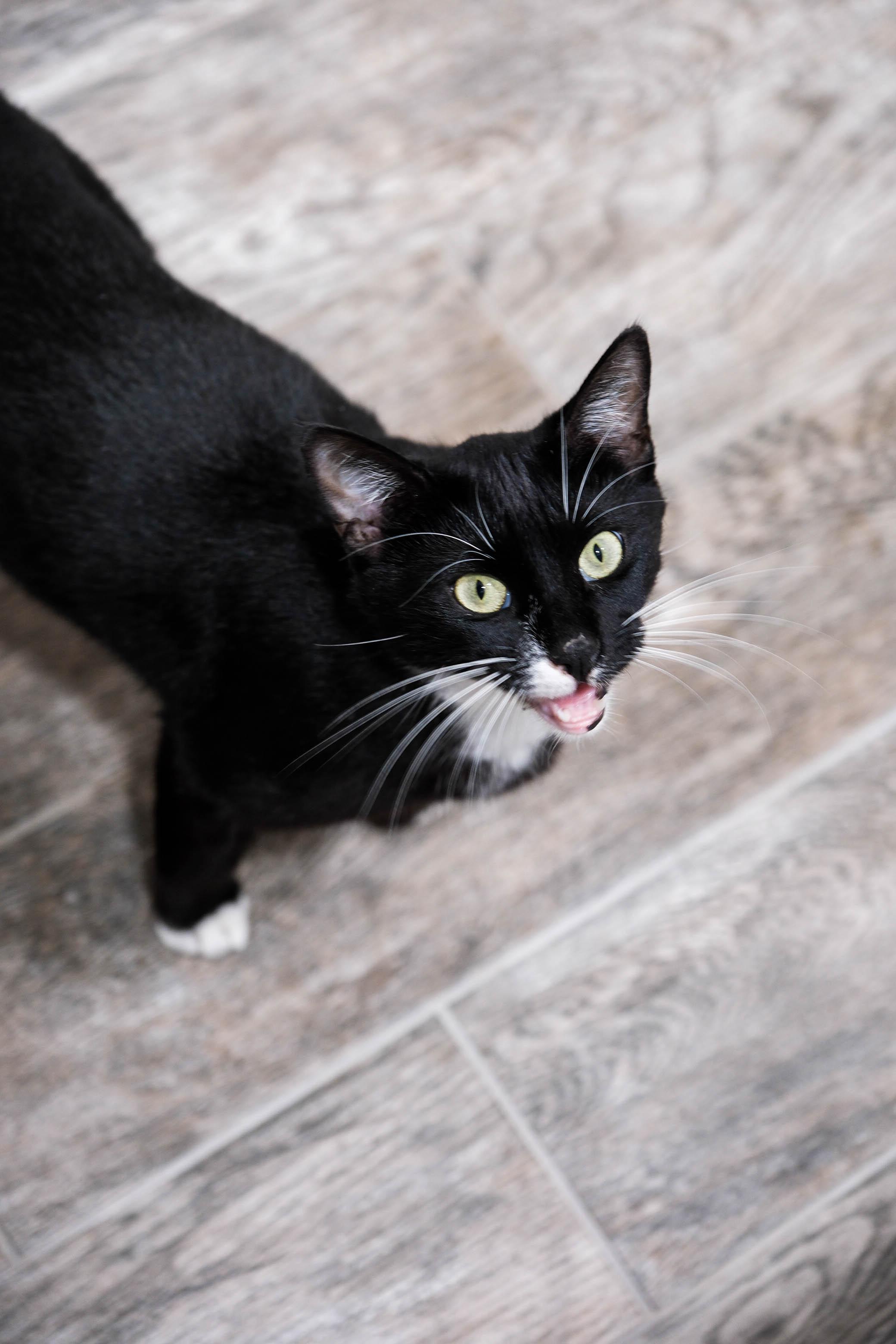 Jennie Kim - Available for adoption nationwide , a Adoptable Domestic Short Hair in Phoenix, AZ image 4/6