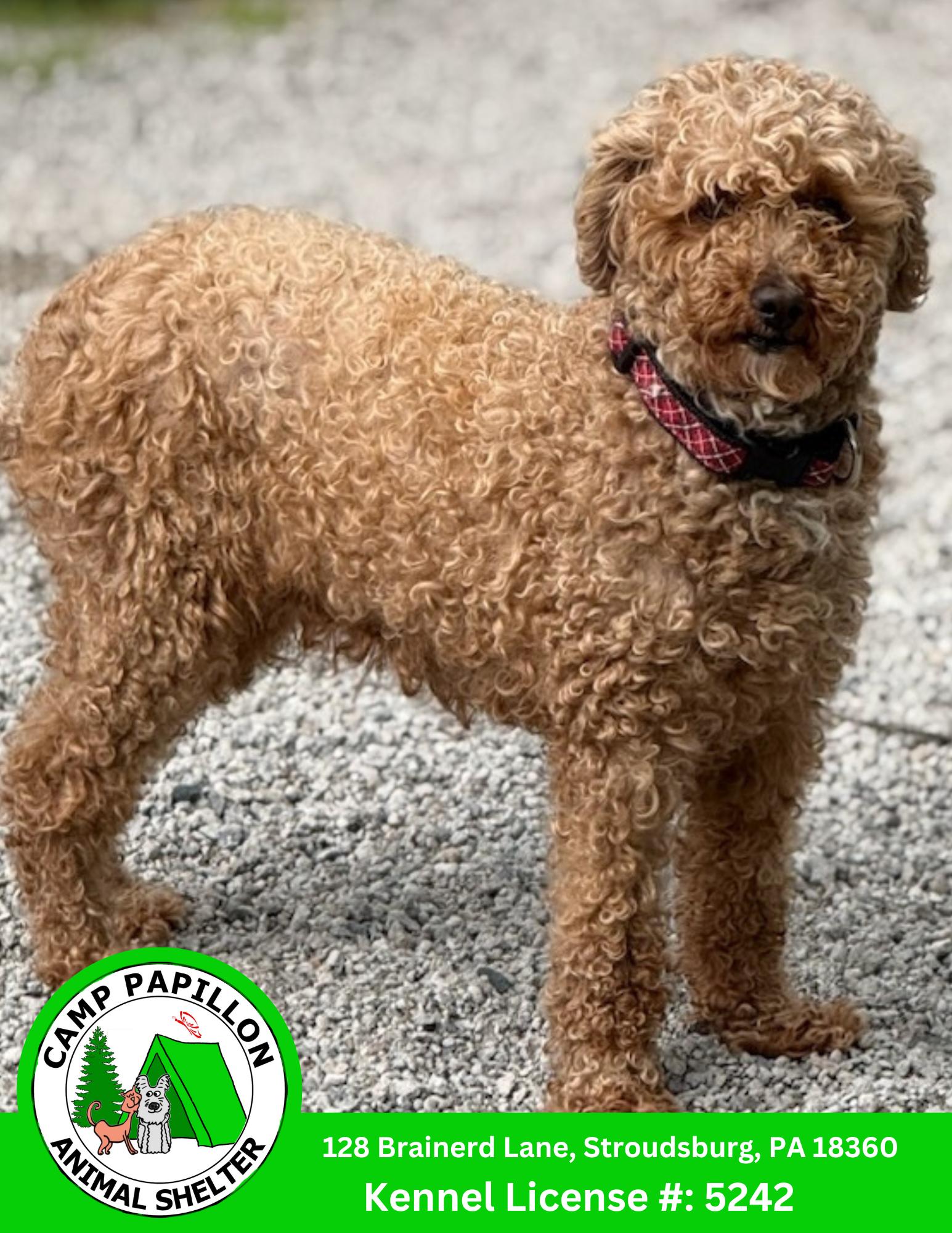 Daisy, Adoptable, Young Female Golden Retriever & Poodle.