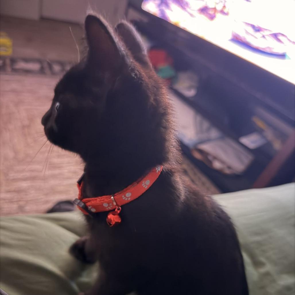 Persephone, Adoptable, Young Female Domestic Short Hair.