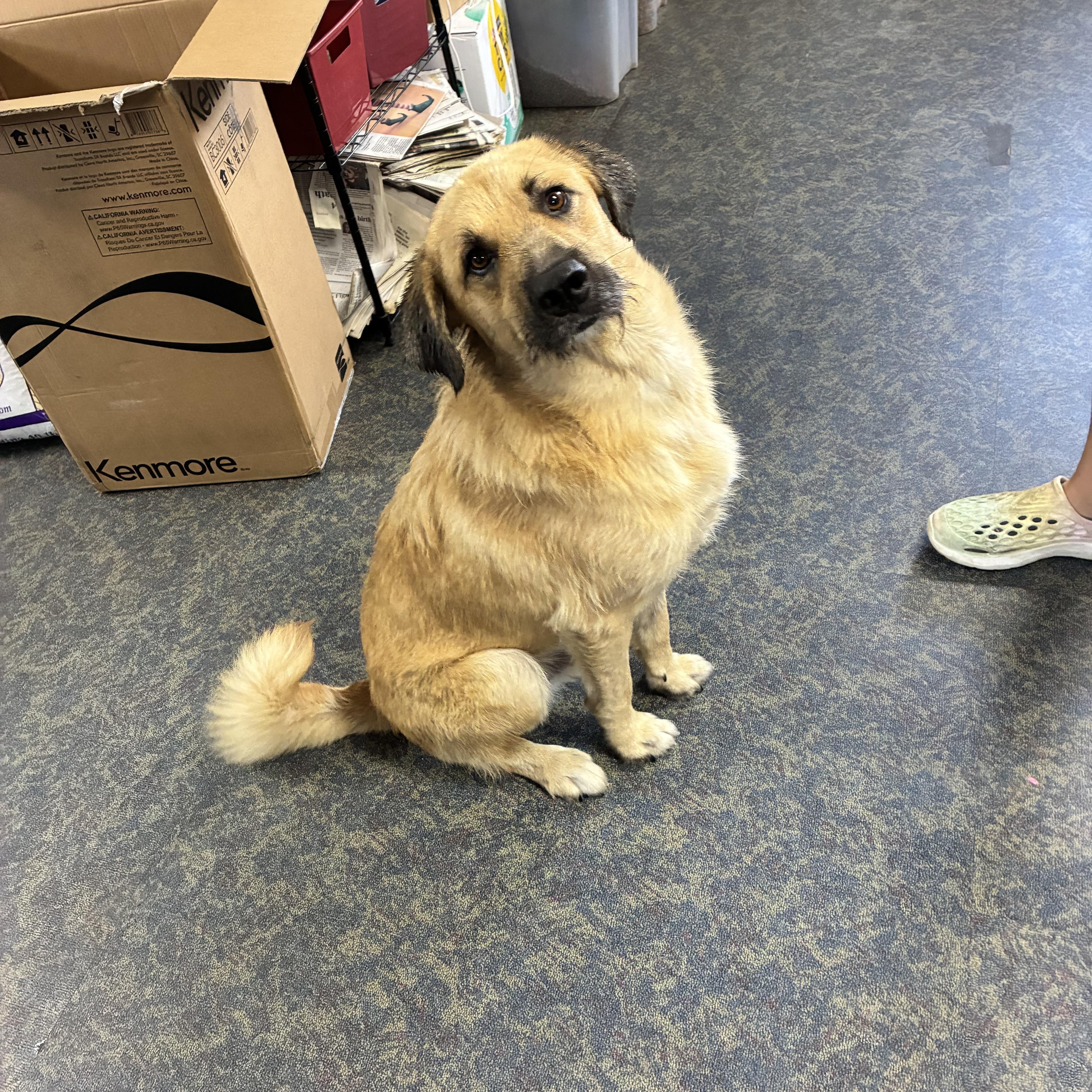 Enlarge Winston, a Adoptable Shepherd in Blytheville, AR image 3/4