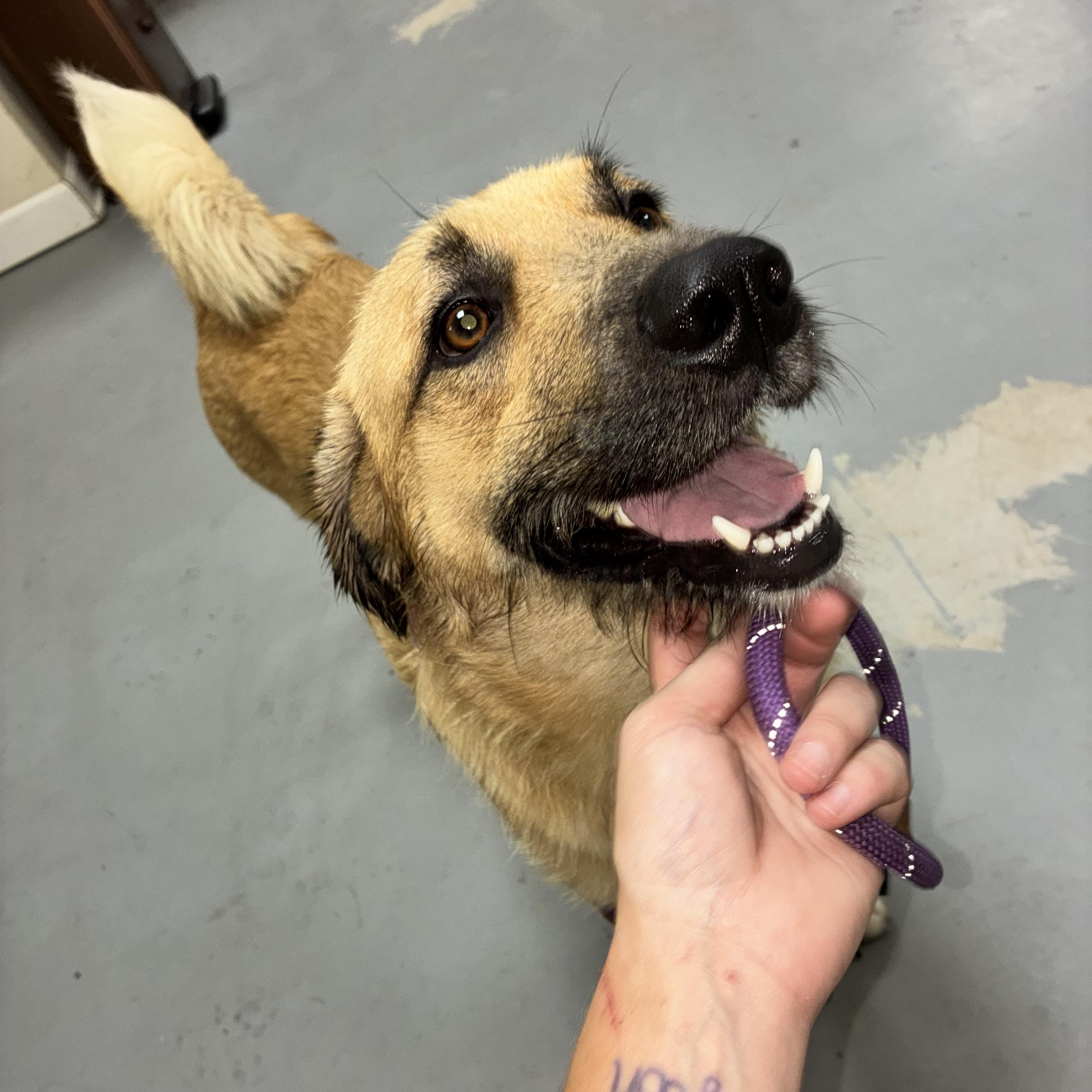 Enlarge Winston, a Adoptable Shepherd in Blytheville, AR image 2/4
