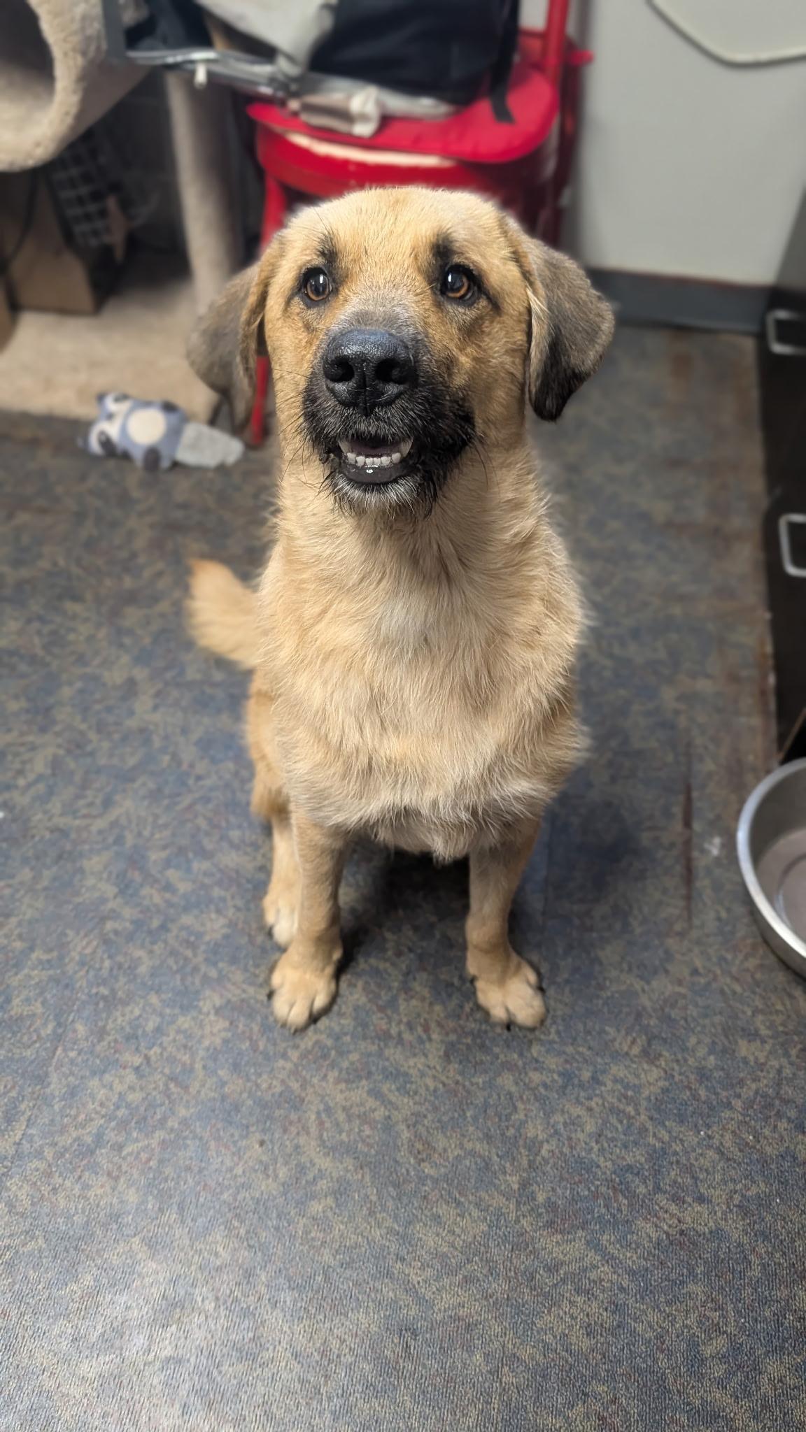 Winston, Adoptable, Adult Male Shepherd.