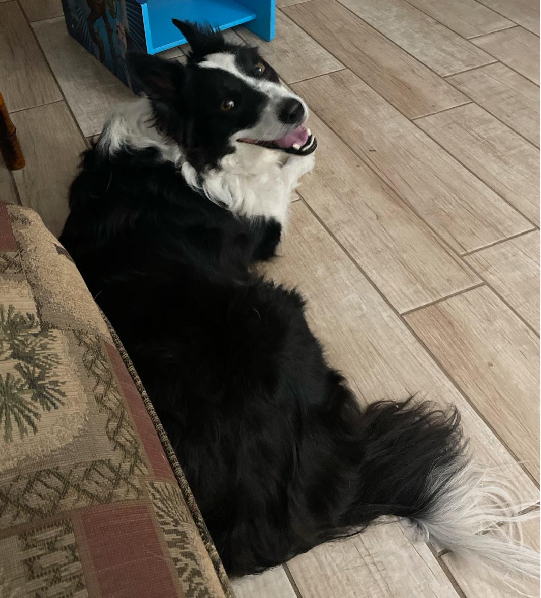 Jamison, a Adoptable Border Collie in Osteen, FL image 1/3