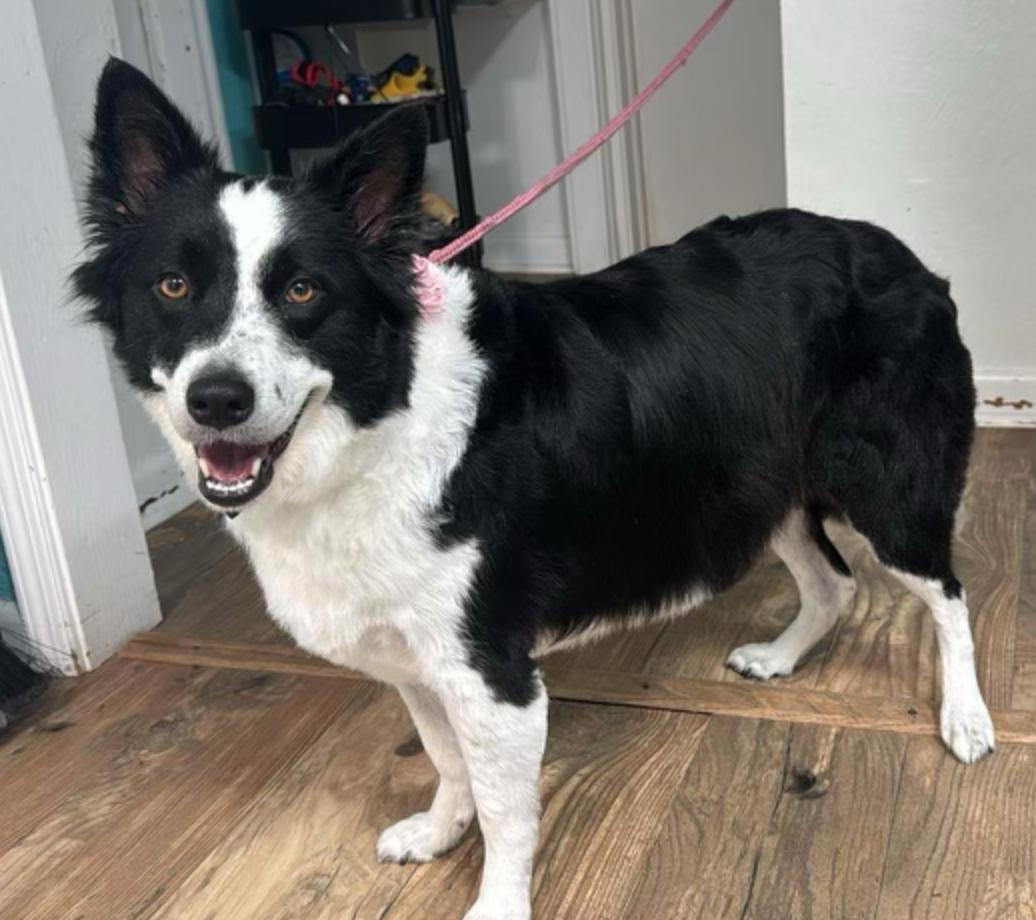 Jamison, a Adoptable Border Collie in Osteen, FL image 2/3