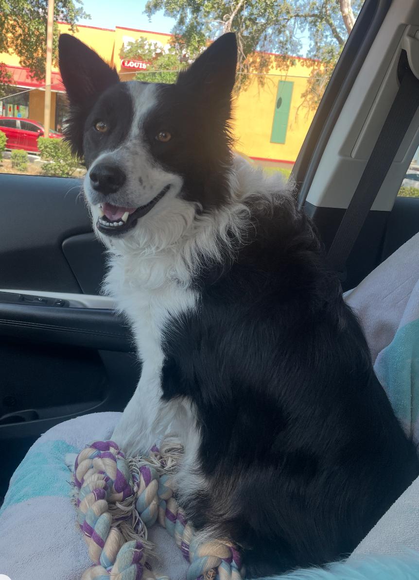 Jamison, a Adoptable Border Collie in Osteen, FL image 3/3