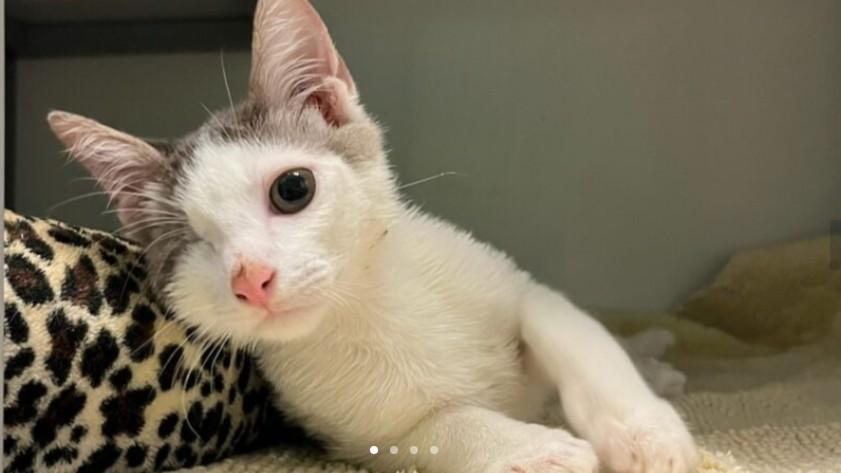 Cye, Baby Male Domestic Short Hair
