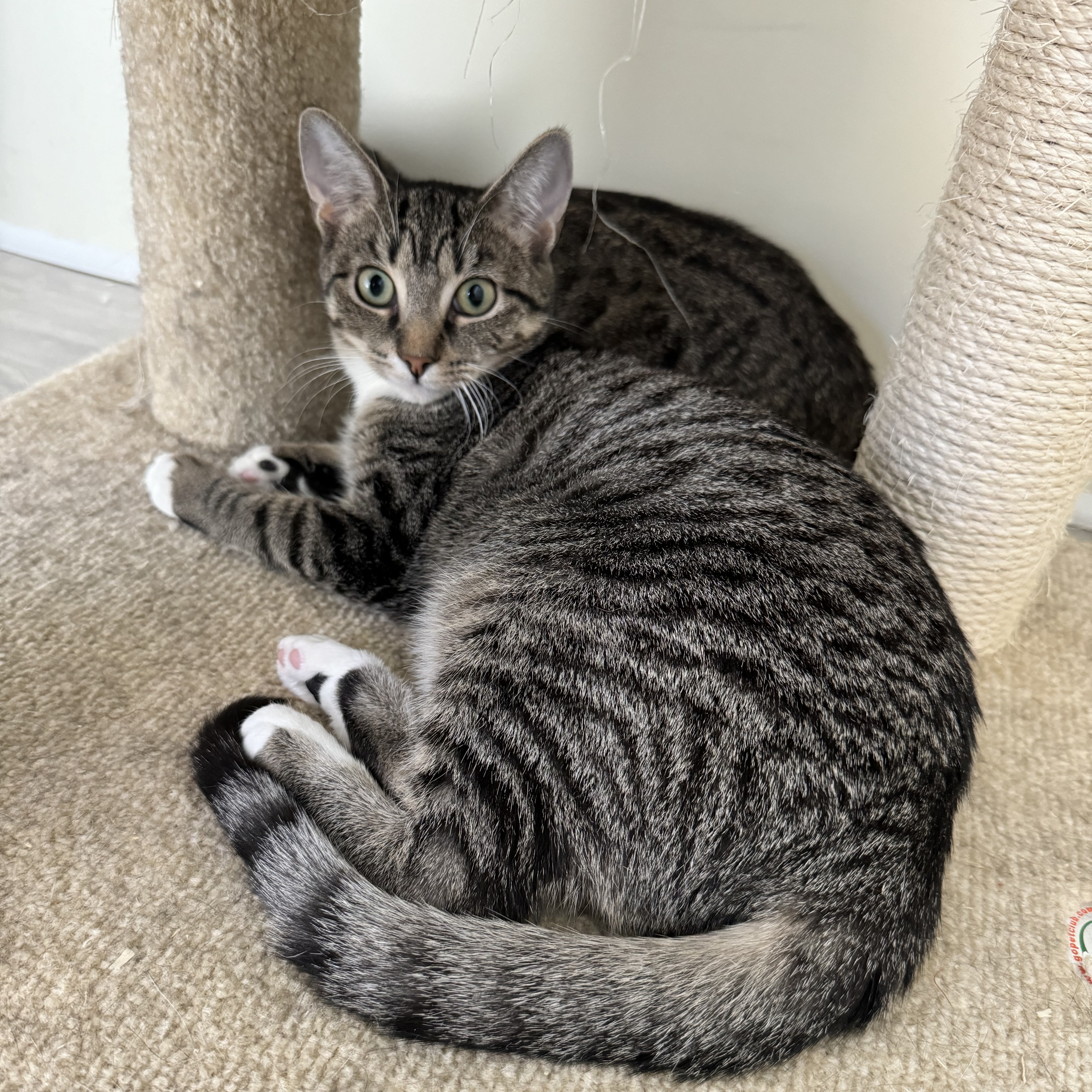 Penelope, a Adoptable Tiger in East Northport, NY image 3/4