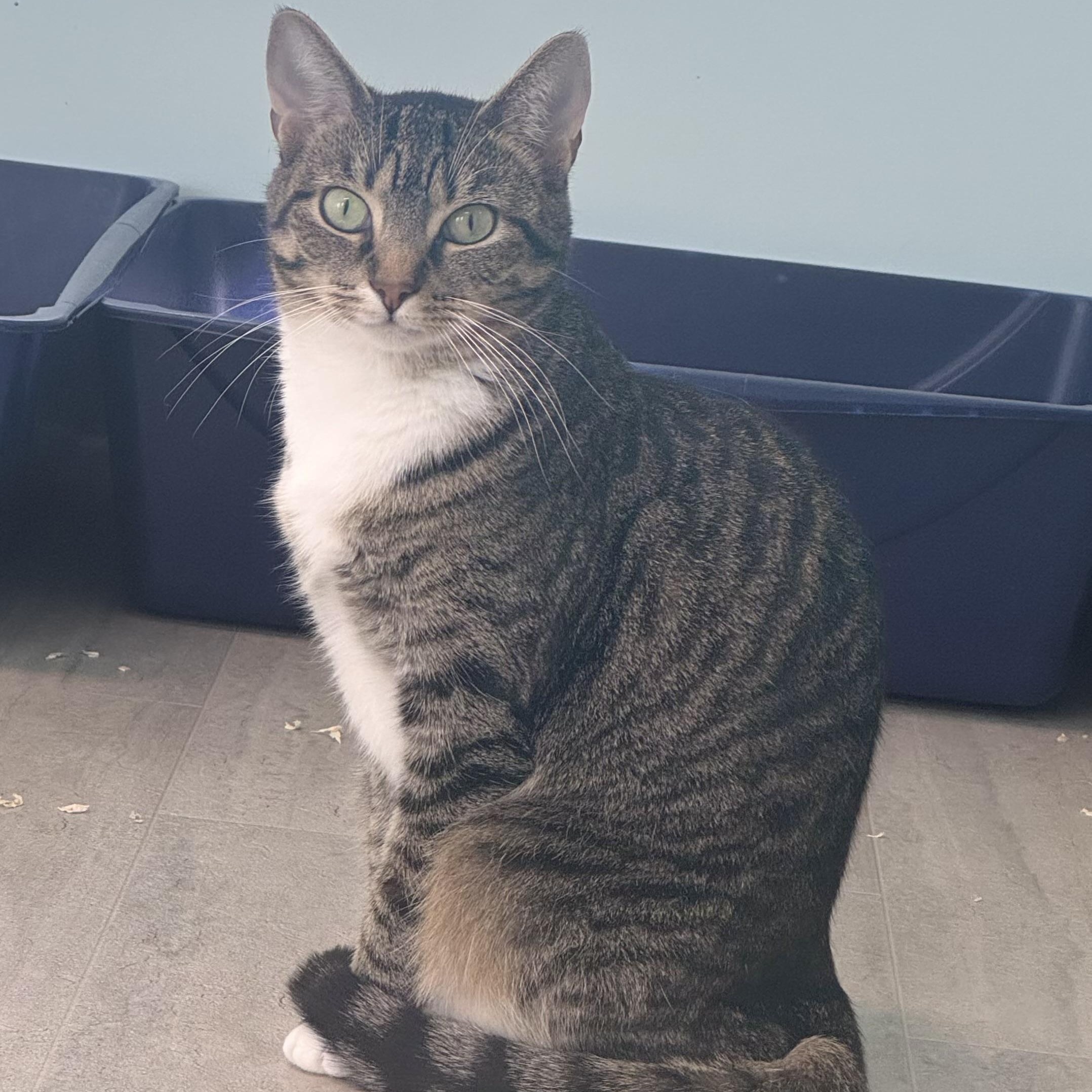 Penelope, a Adoptable Tiger in East Northport, NY image 1/4