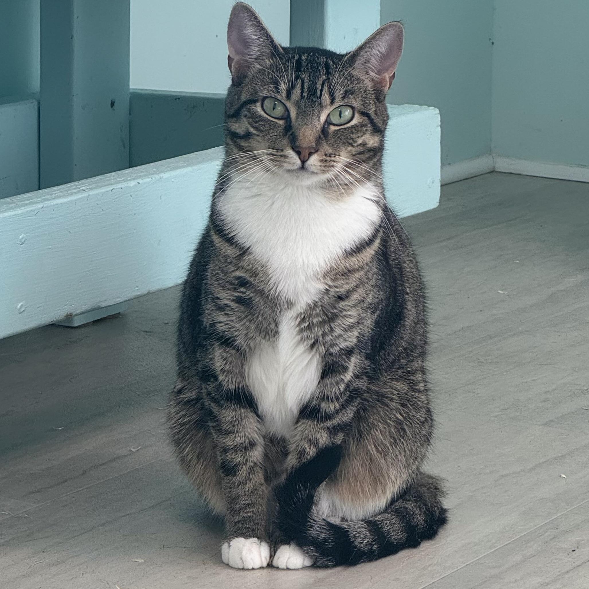 Penelope, Adoptable, Young Female Tiger.