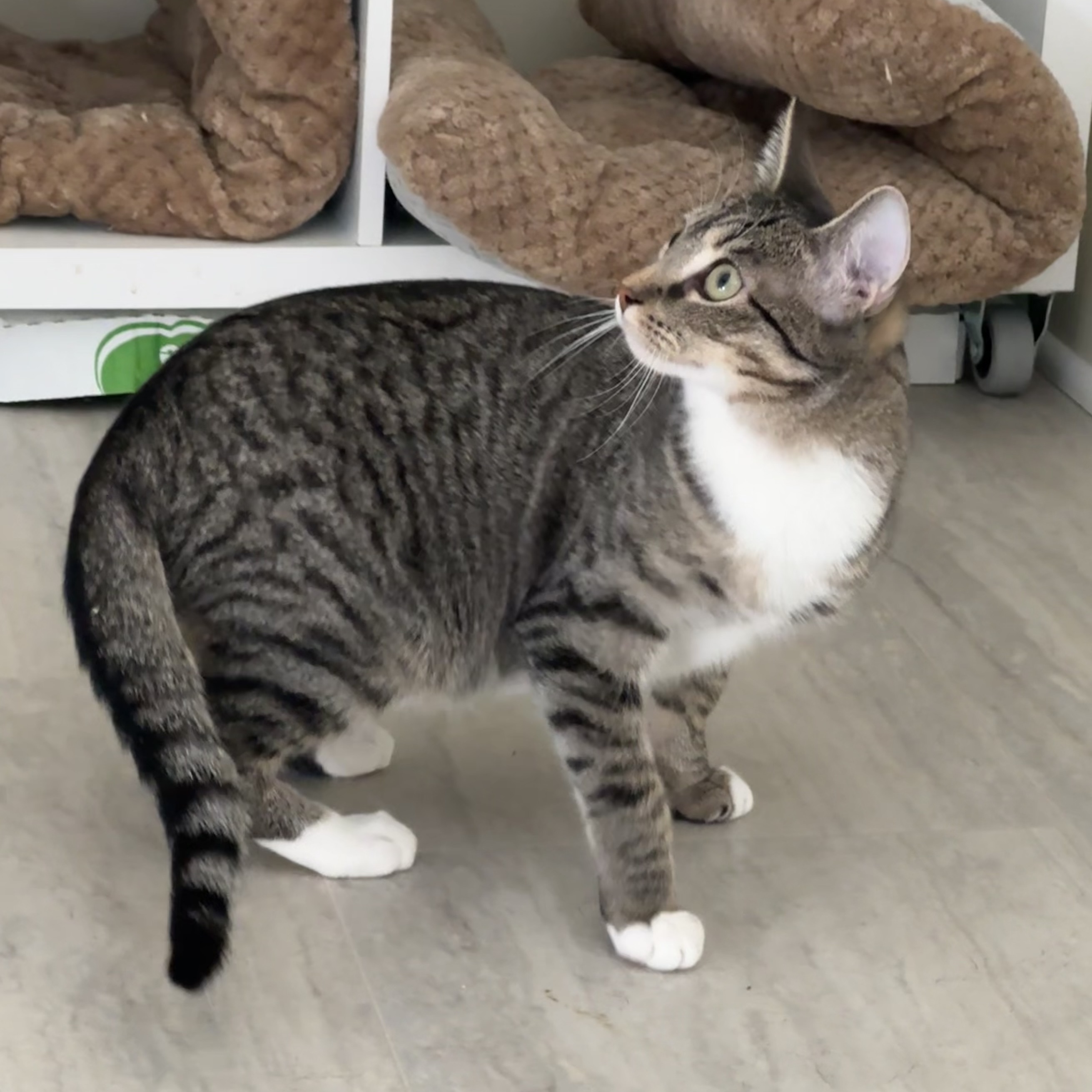 Penelope, a Adoptable Tiger in East Northport, NY image 4/4