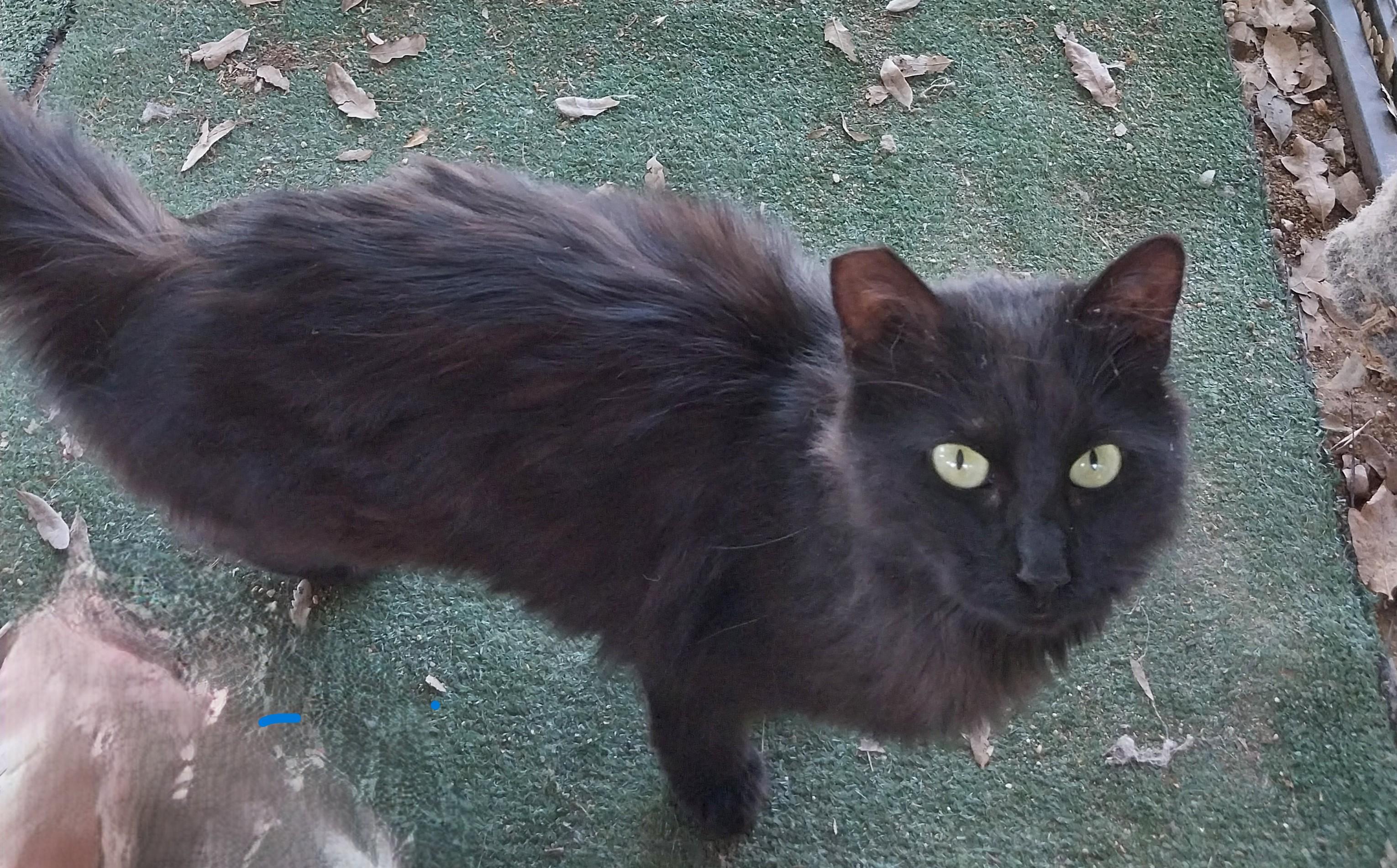 Enlarge Pumpkin, a Adopted mixed breed in Tehachapi, CA image 1/2