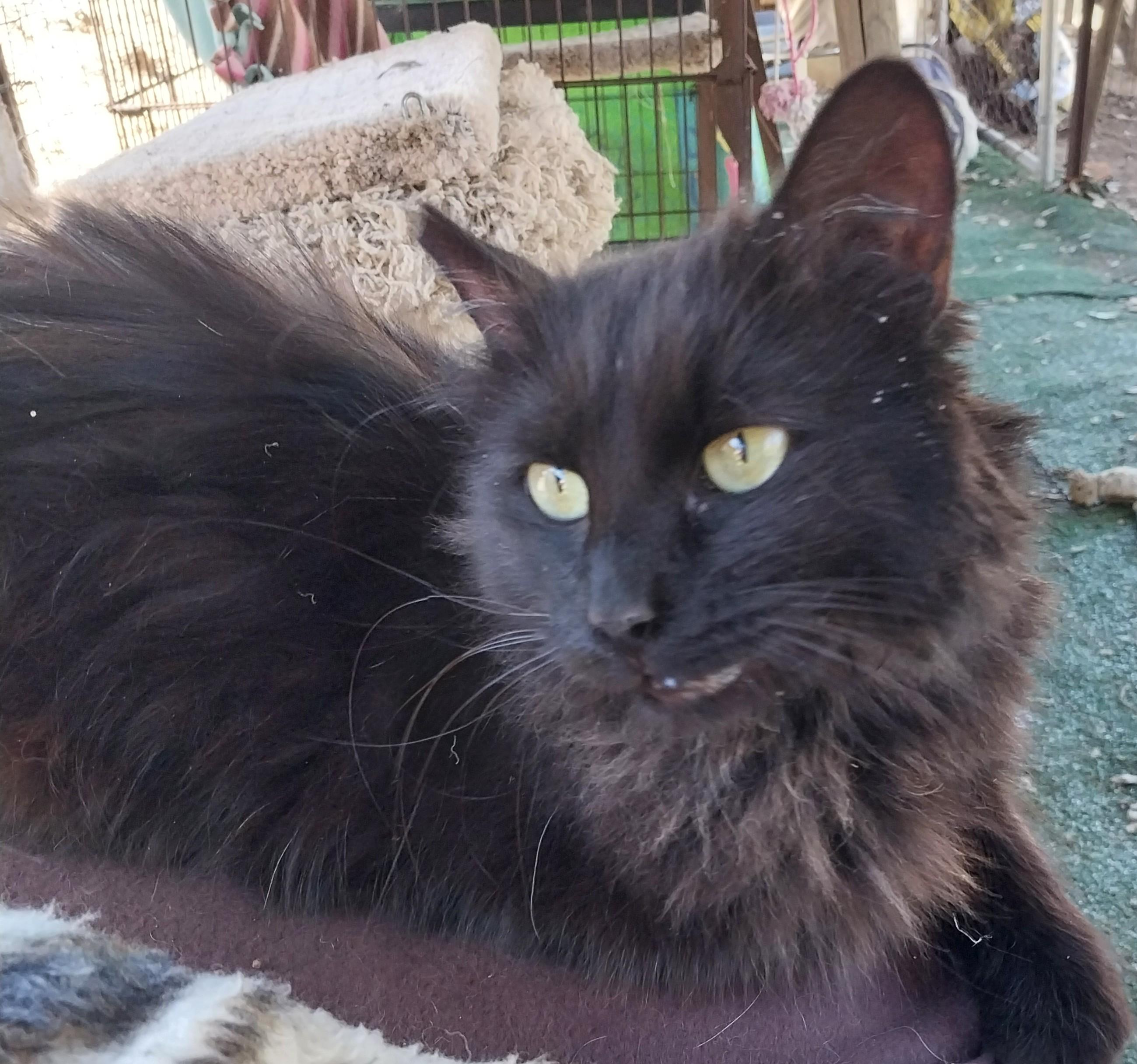 Enlarge Pumpkin, a Adopted mixed breed in Tehachapi, CA image 2/2