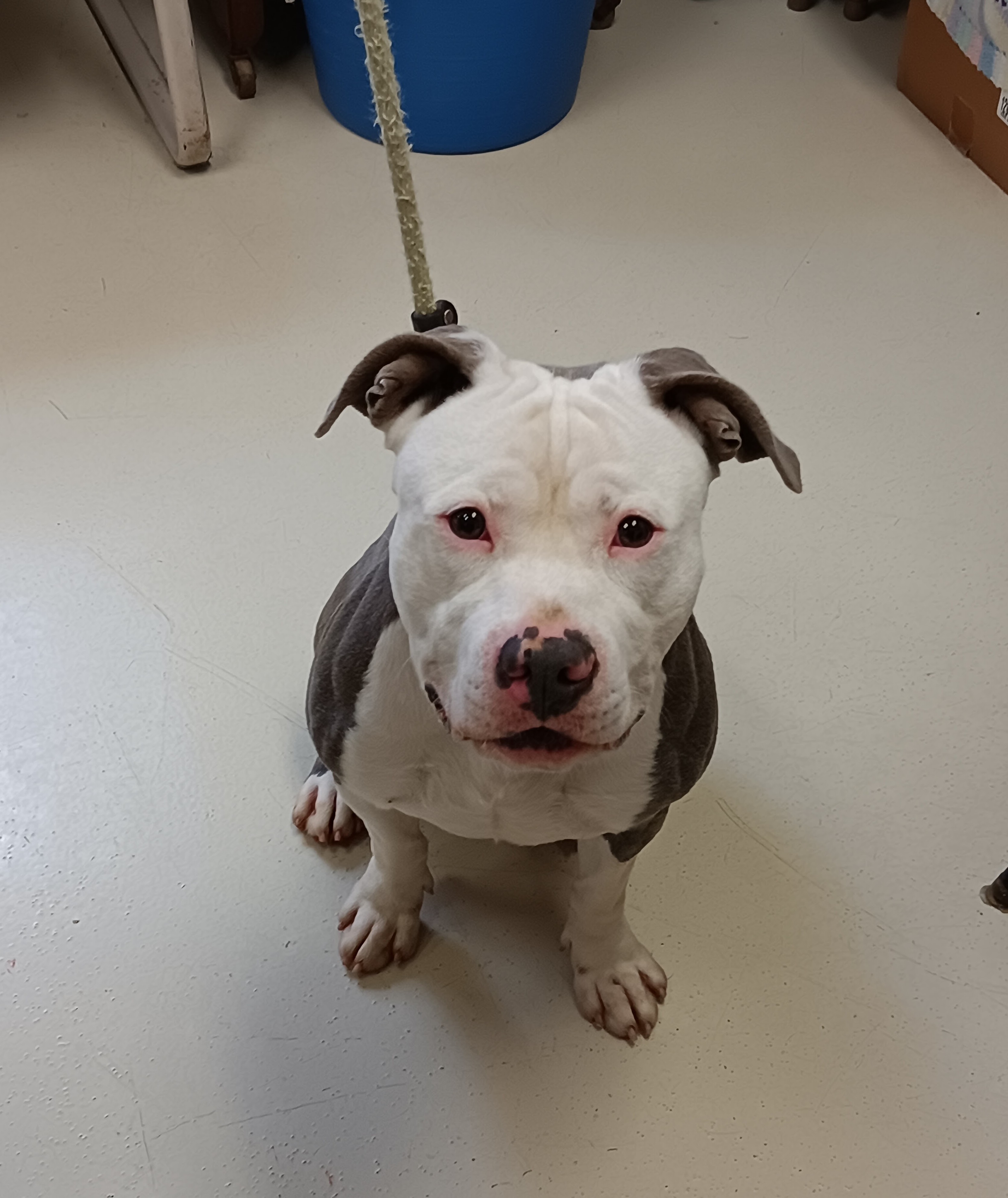 Pluto, Adult Male American Staffordshire Terrier