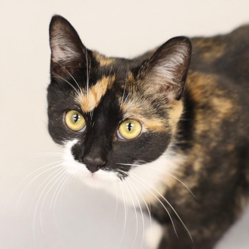 A512444, Adoptable, Young Female Domestic Medium Hair.