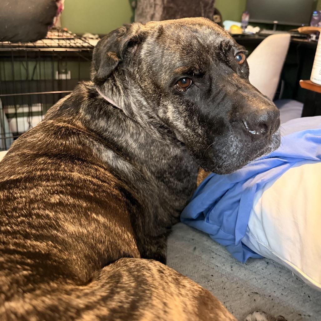 Enlarge Sabrina, a Adoptable Presa Canario in manchester, PA image 1/6