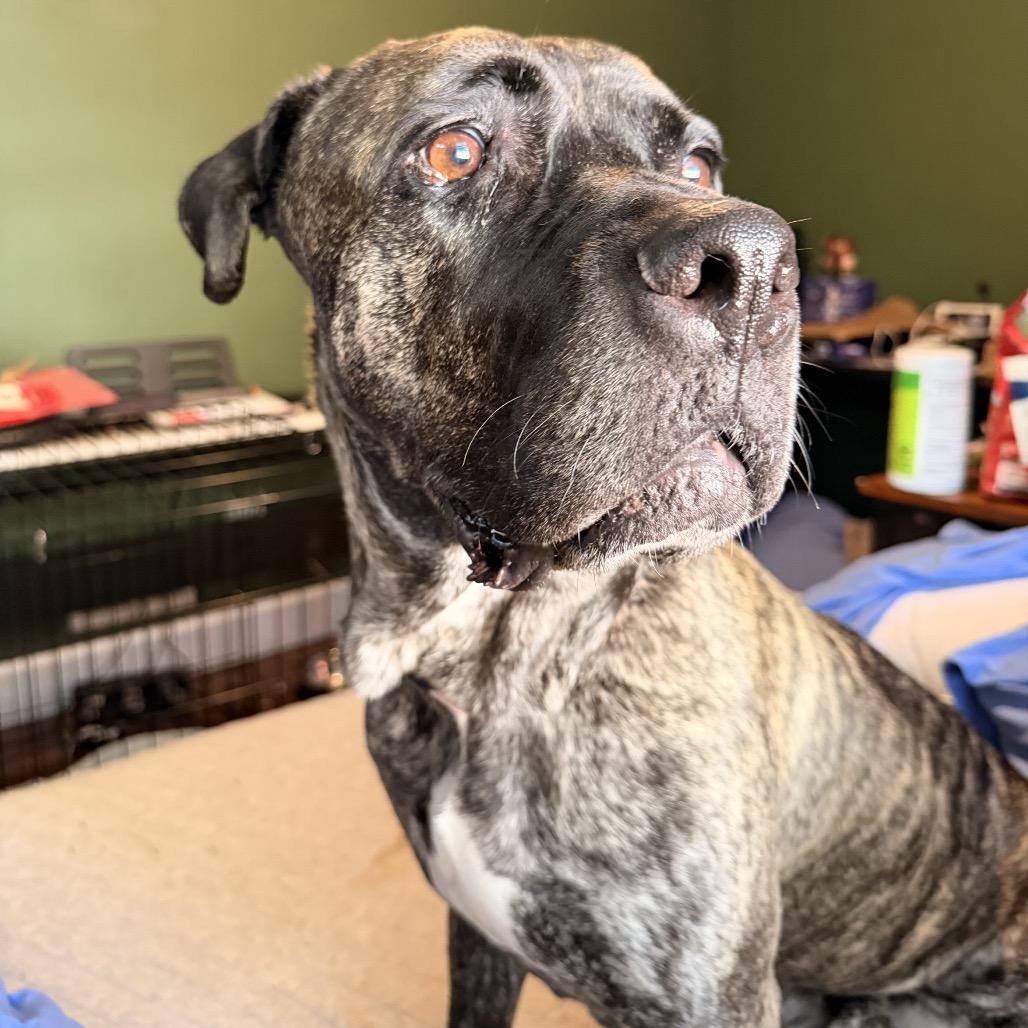 Enlarge Sabrina, a Adoptable Presa Canario in manchester, PA image 2/6
