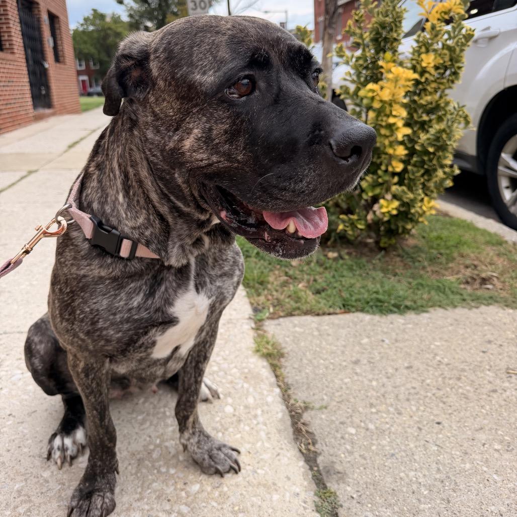 Enlarge Sabrina, a Adoptable Presa Canario in manchester, PA image 3/6