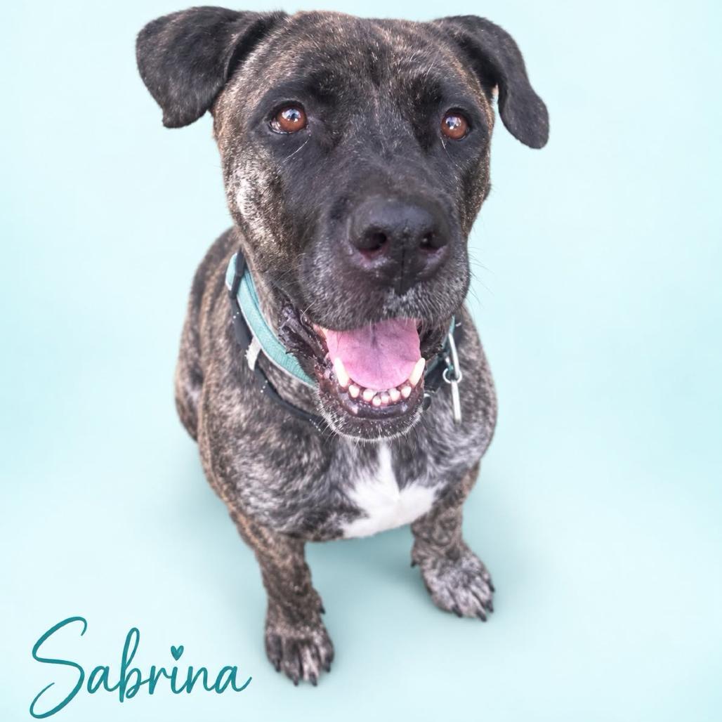 Enlarge Sabrina, a Adoptable Presa Canario in manchester, PA image 4/6