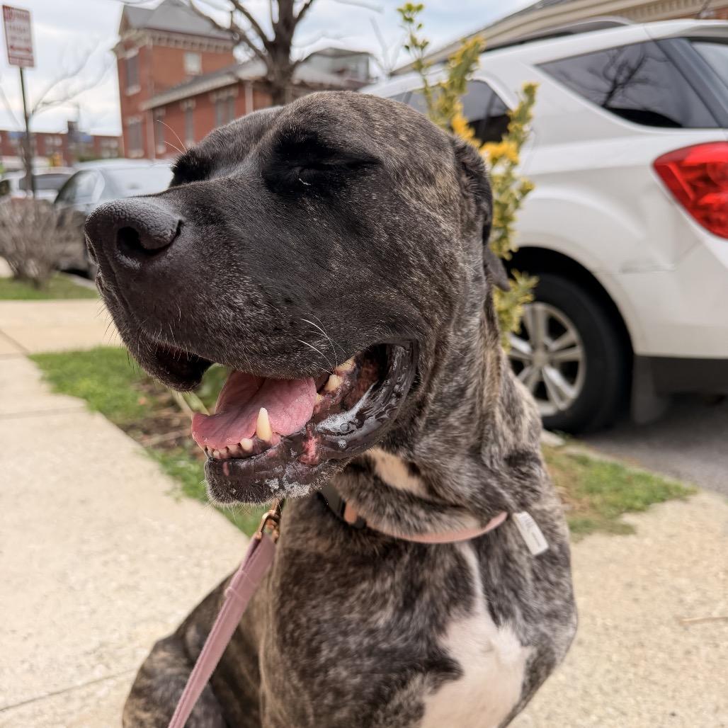 Enlarge Sabrina, a Adoptable Presa Canario in manchester, PA image 5/6