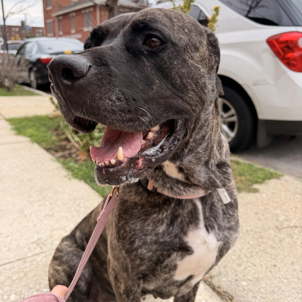 Enlarge Sabrina, a Adoptable Presa Canario in manchester, PA image 6/6