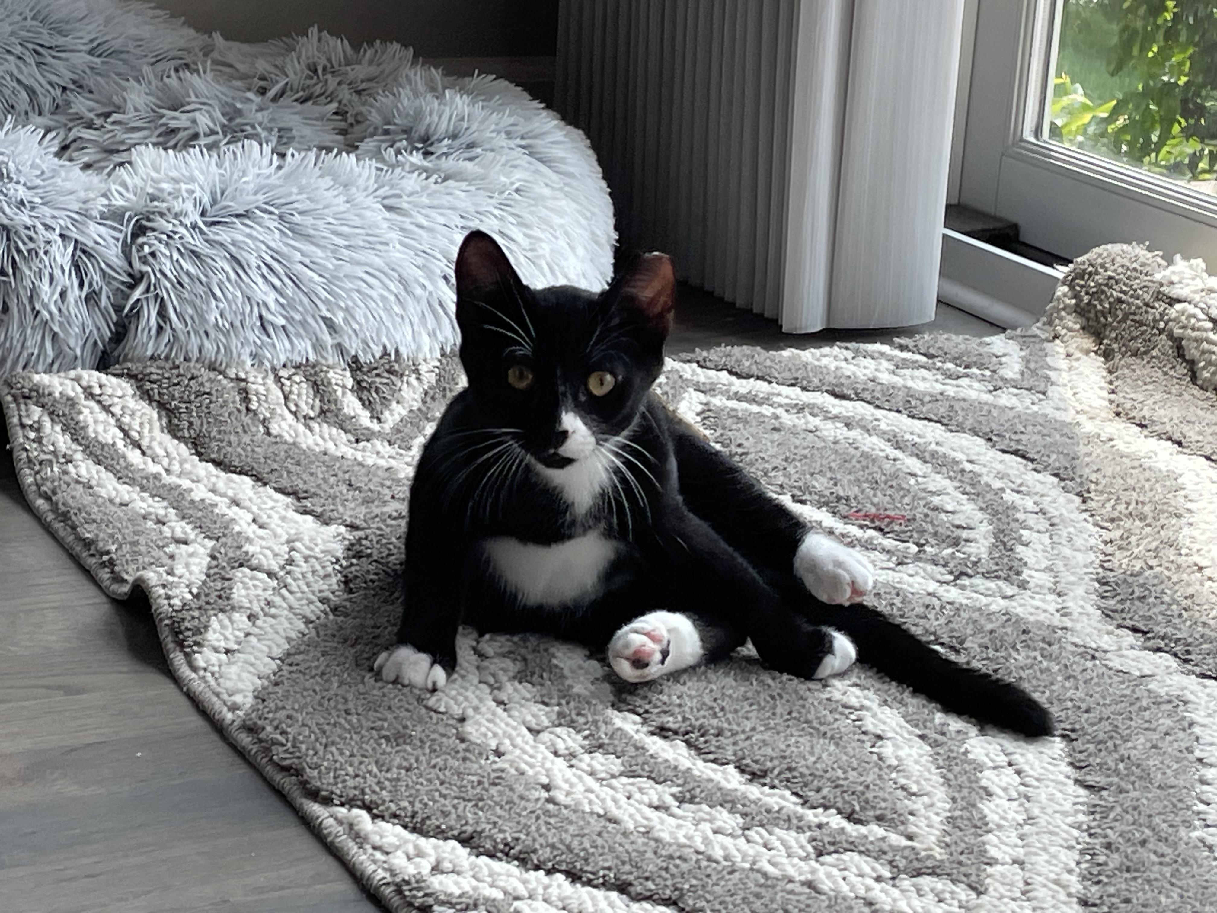 Enlarge Boots Jr 30617, a Adoptable Domestic Short Hair in Grayslake, IL image 3/3