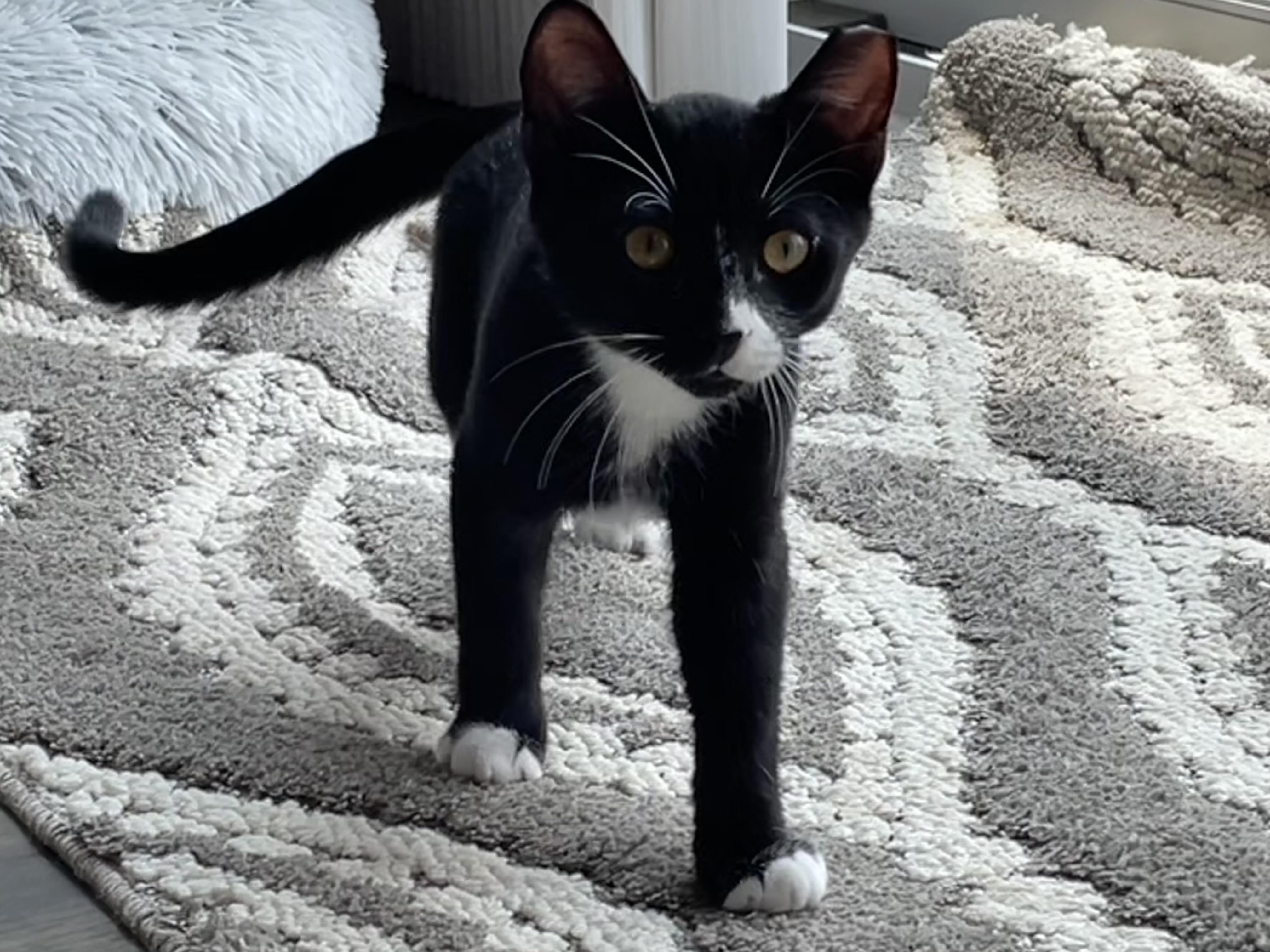 Boots Jr 30617, Adoptable, Young Male Domestic Short Hair.