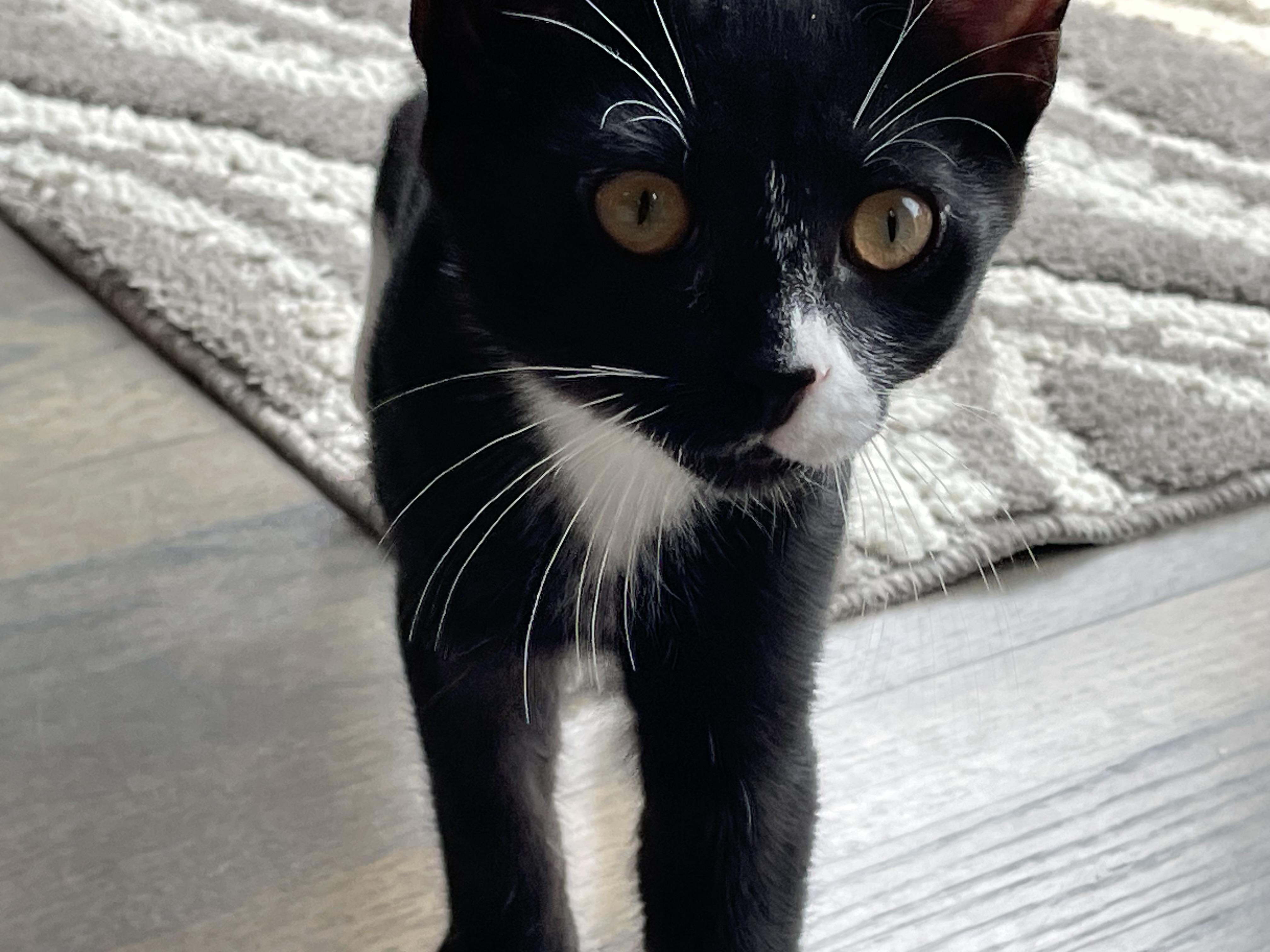 Enlarge Boots Jr 30617, a Adoptable Domestic Short Hair in Grayslake, IL image 2/3