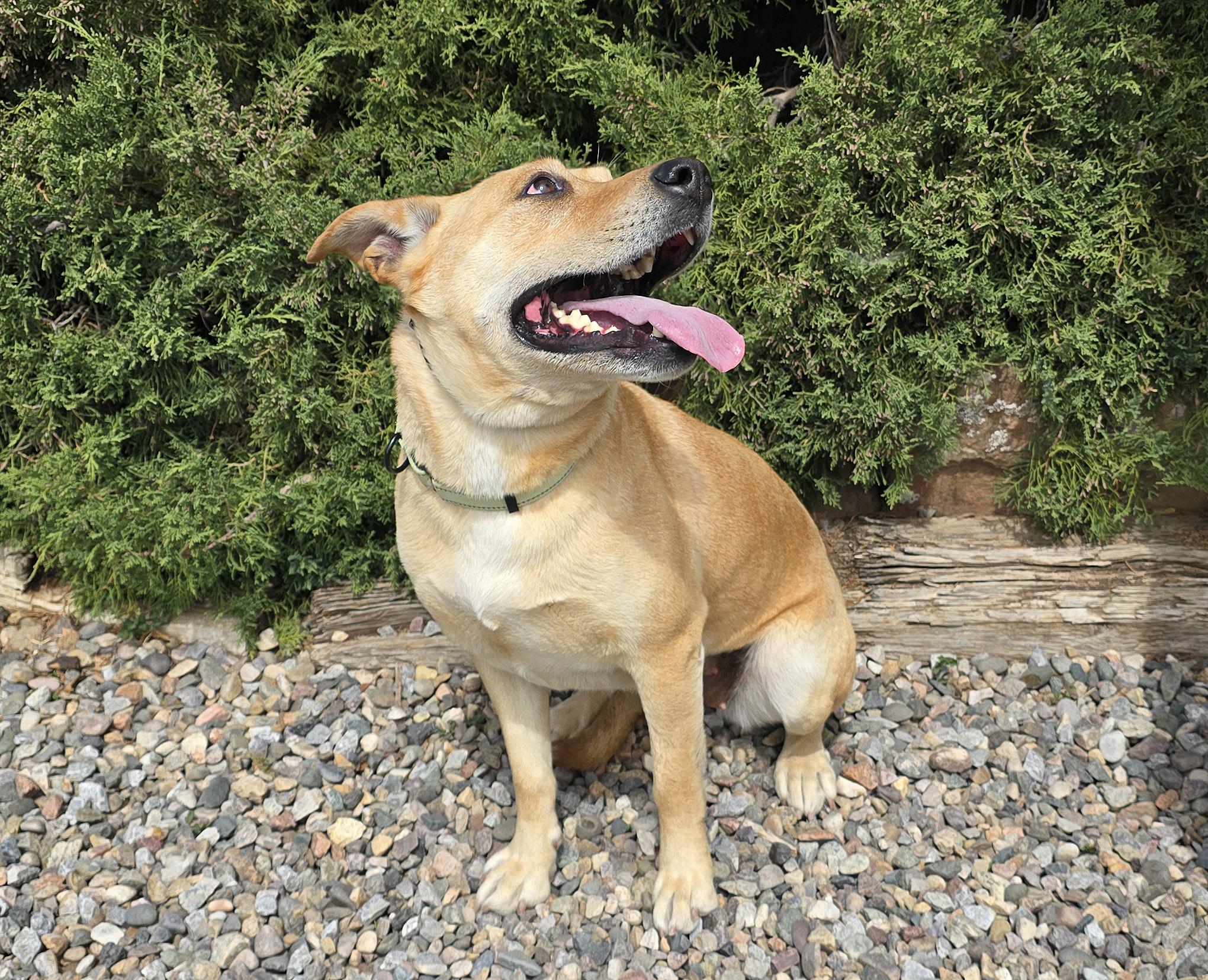 Enlarge Angelic Ms Annice ~ Exceptional !!!, a Adoptable American Staffordshire Terrier in Albuquerque, NM image 4/4