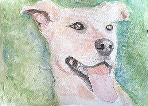 Angelic Ms Annice ~ Exceptional !!!, a Adoptable American Staffordshire Terrier in Albuquerque, NM image 4/5