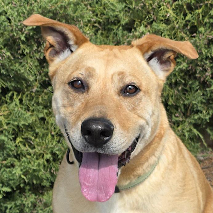 Angelic Ms Annice ~ Exceptional !!!, Adoptable, Young Female American Staffordshire Terrier.