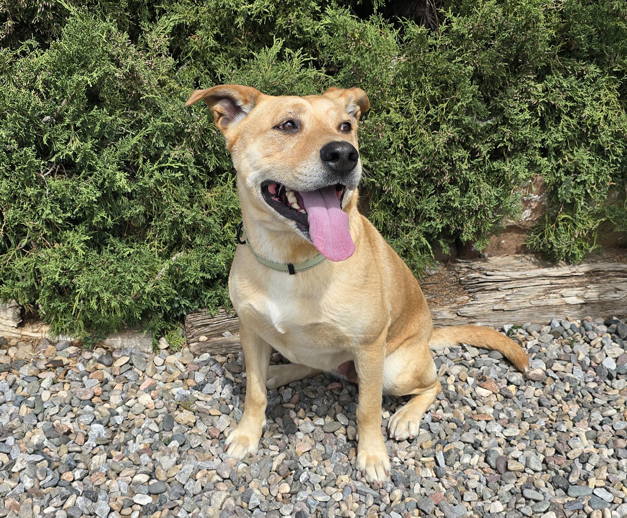 Enlarge Angelic Ms Annice ~ Exceptional !!!, a Adoptable American Staffordshire Terrier in Albuquerque, NM image 2/4