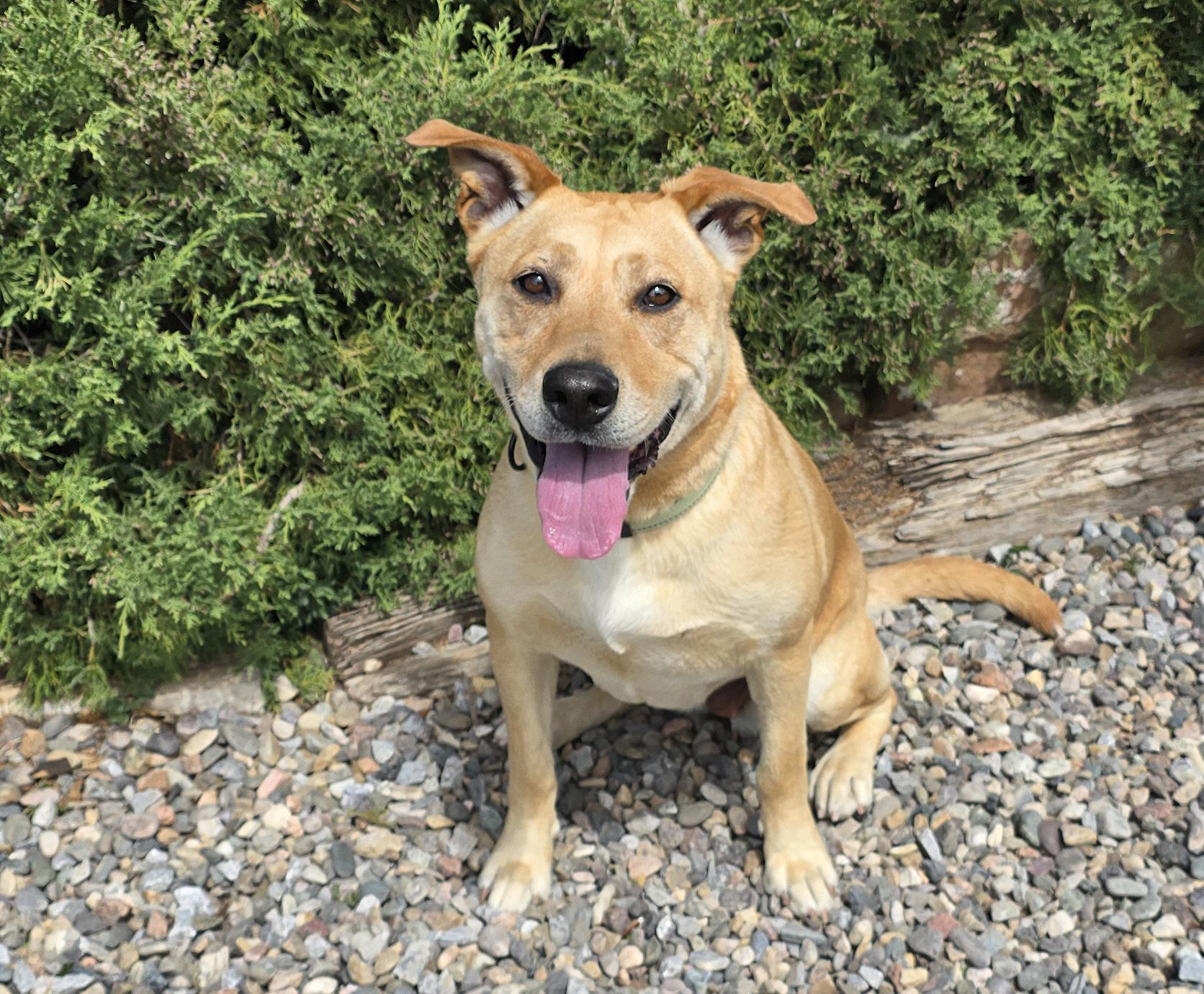 Enlarge Angelic Ms Annice ~ Exceptional !!!, a Adoptable American Staffordshire Terrier in Albuquerque, NM image 3/4