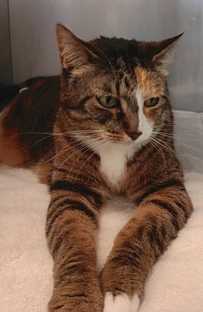 Lilian, an adoptable Domestic Short Hair in Boyne City, MI, 49712 | Photo Image 1