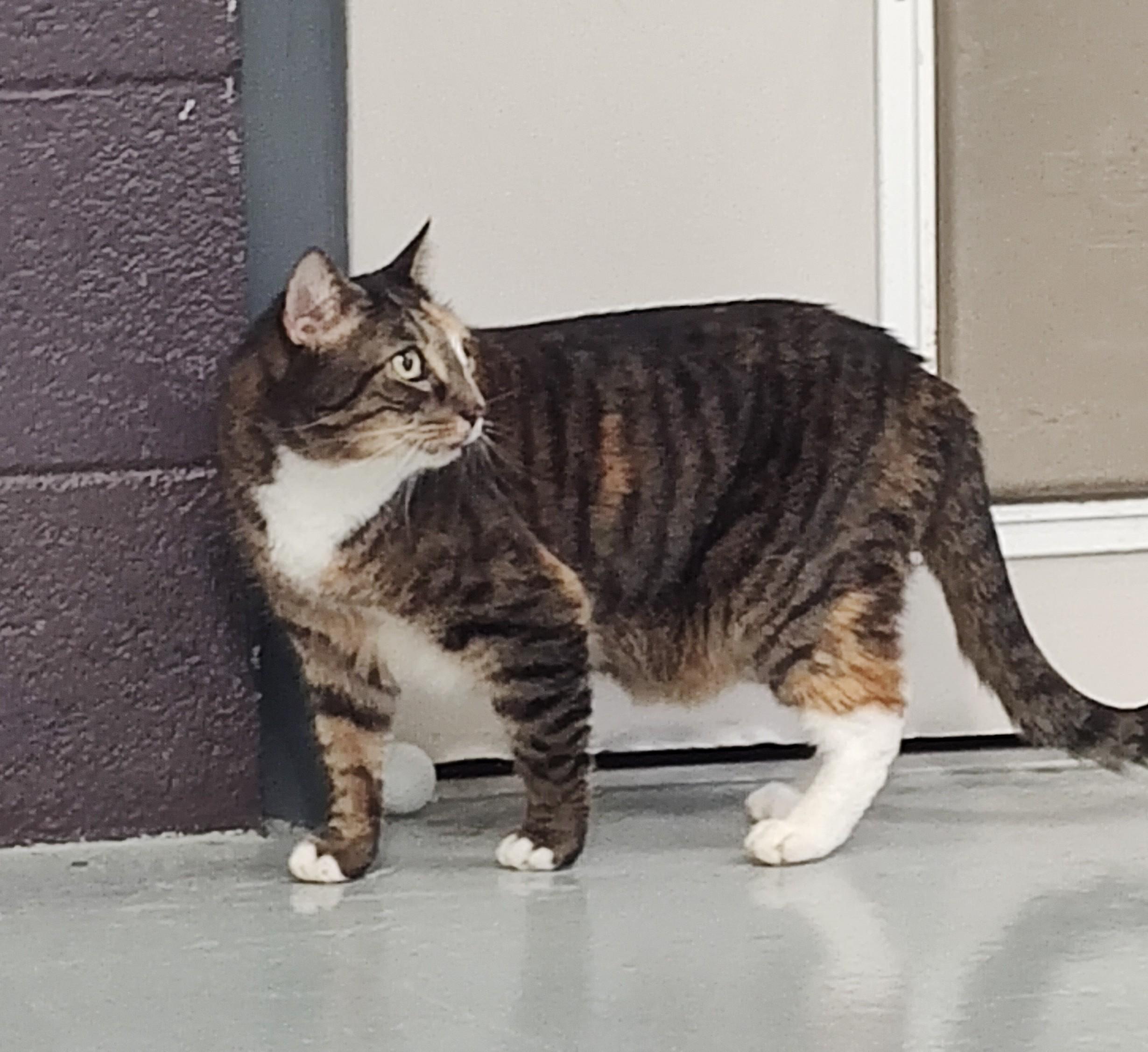 Lilian, an adoptable Domestic Short Hair in Boyne City, MI, 49712 | Photo Image 2