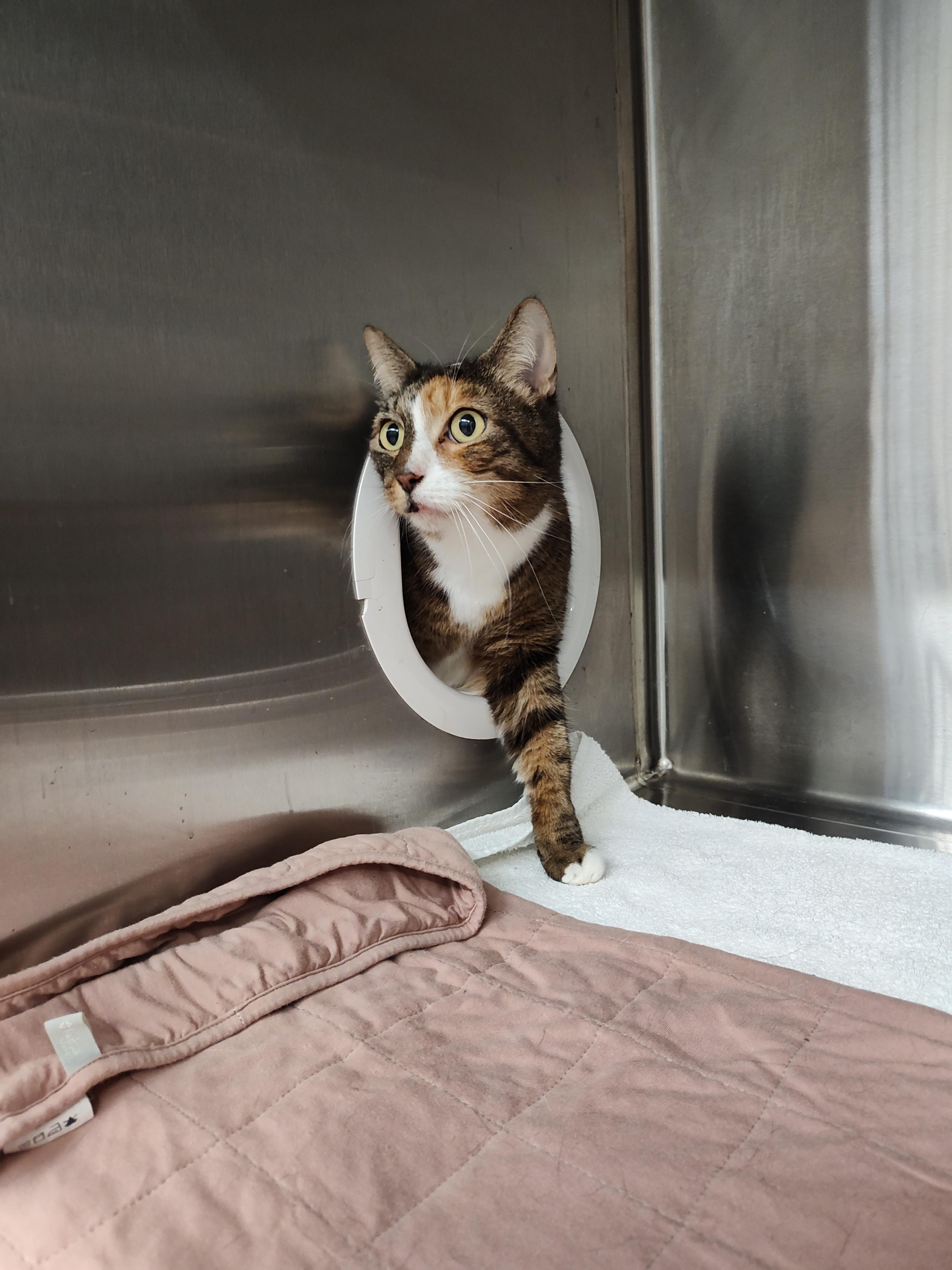 Lilian, an adoptable Domestic Short Hair in Boyne City, MI, 49712 | Photo Image 3